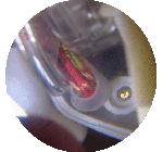 Spidersapien Mini Robot