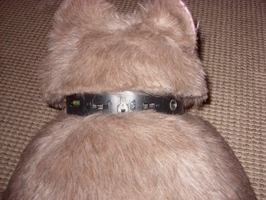 PetSter Robot
