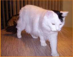 Cleo at the Rainbow Bridge