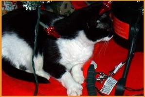 Gracie at the Rainbow Bridge